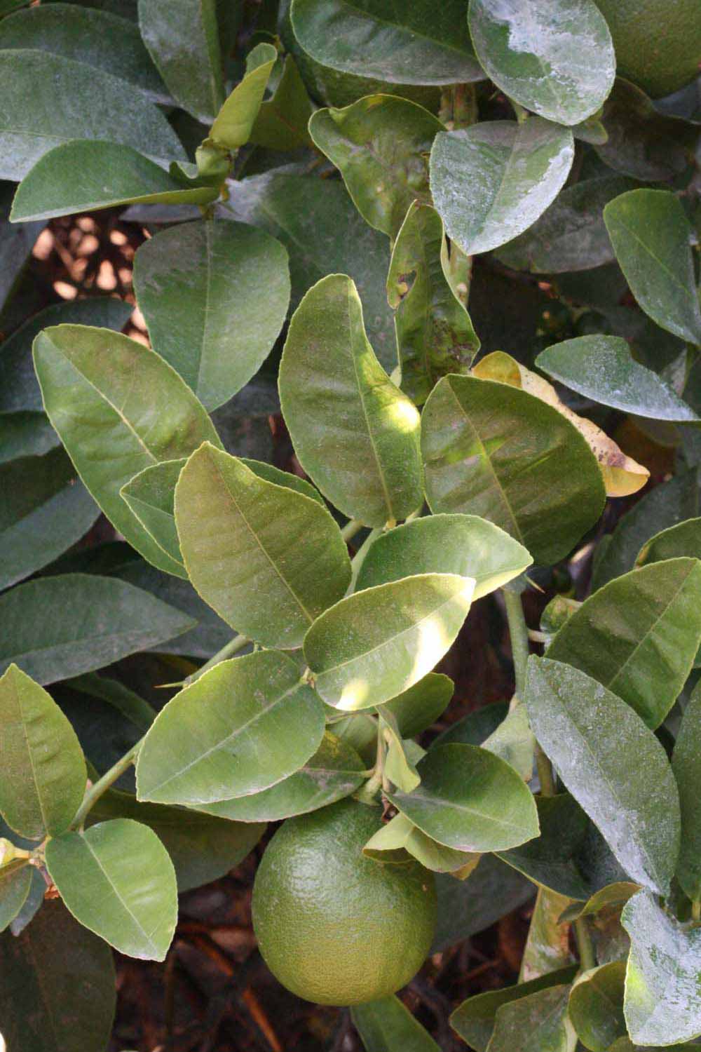              Shade leaves (Riverside, CA)       